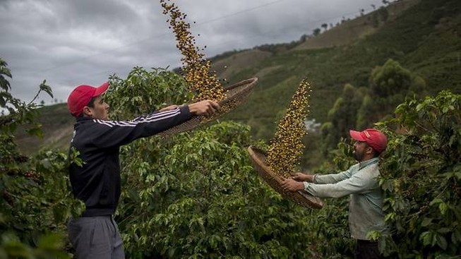 Ngành công nghiệp cà phê đối diện với tương lai không mấy tươi sáng khi nhiều giống loài có nguy cơ tuyệt chủng