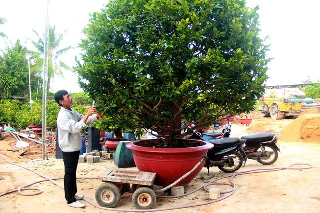 Khóc cười với chăm sóc mai Tết giá khủng