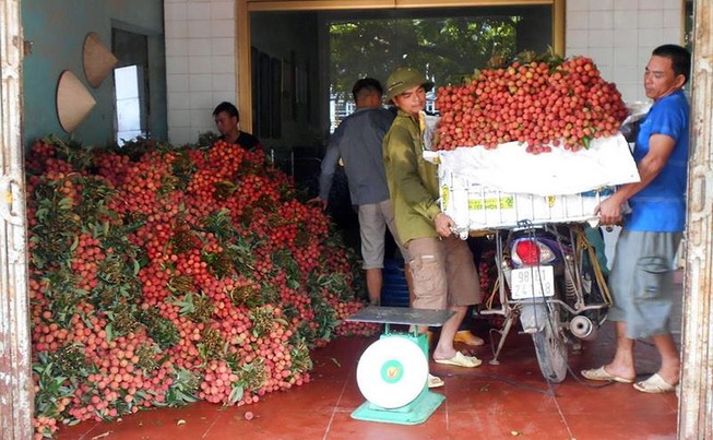 Giá vải chín sớm ở Bắc Giang đang dao động từ 30.000 - 50.000 đồng/kg, cao gấp 2 lần so với cùng kỳ năm 2018.