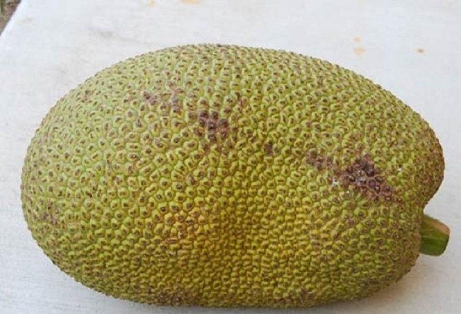 Trộm 1 trái mít, lãnh hơn 2 năm tù