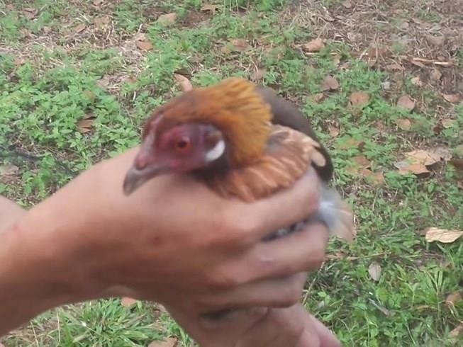 Bị công an truy đuổi, trộm gà vứt ví tiền bỏ chạy