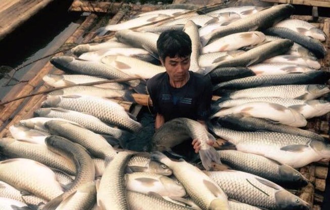 Báo cáo Thủ tướng vụ cá chết trắng ở Thanh Hóa