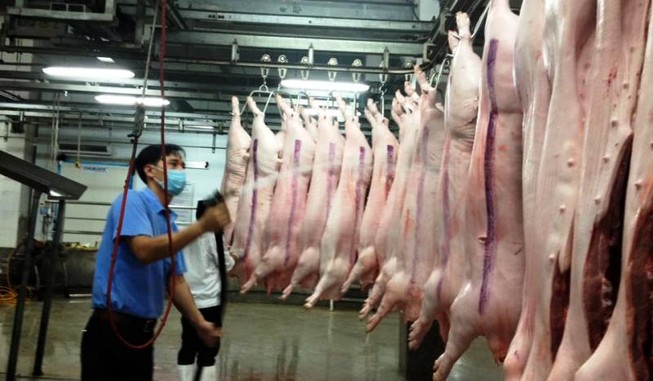 Giá heo tăng 5.000 đồng/kg nhờ giải cứu