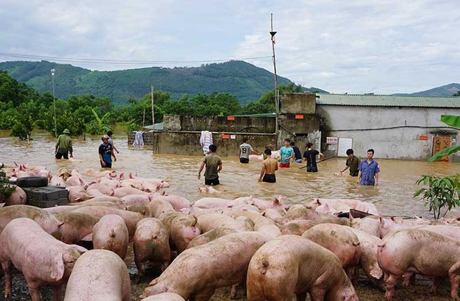 Cứu hơn ngàn con heo trong lũ dữ