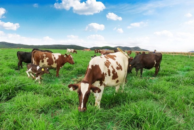 Chuẩn bị khánh thành trang trại bò sữa chuẩn Organic