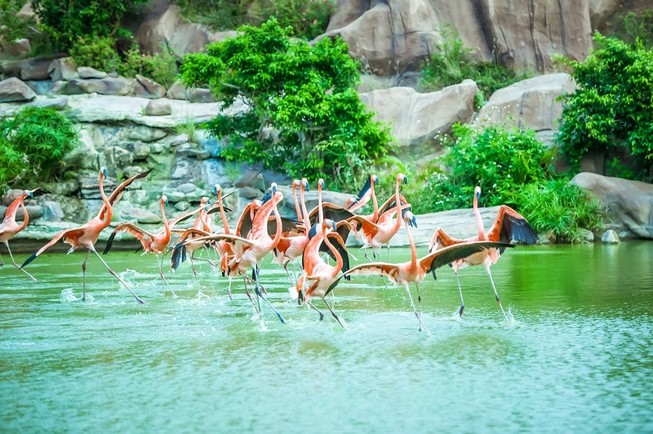 Khám phá lễ hội Hoa mùa xuân ‘đẹp như ở nước ngoài’
