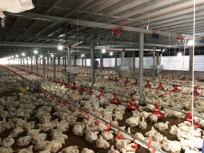 Kỳ công nuôi gà “máy lạnh” xuất khẩu sang Nhật Bản