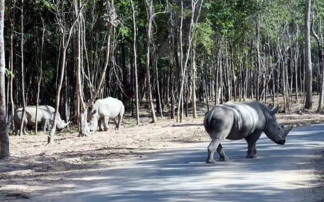 Tê giác con đầu tiên chào đời tại Vinpearl Safari Phú Quốc