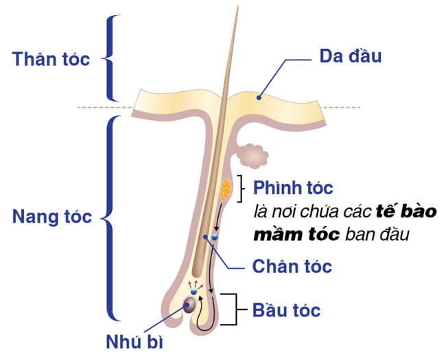 Đập tan hói đầu, vững 'phong độ' phái mạnh