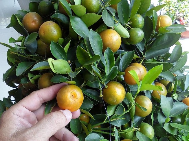 Không nên dùng trái tắc kiểng