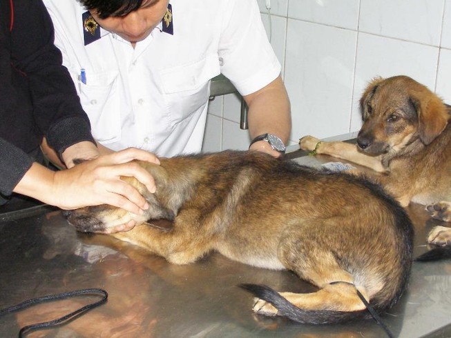 TP.HCM: Quận nào đạt tiêu chí 'vùng an toàn bệnh dại'
