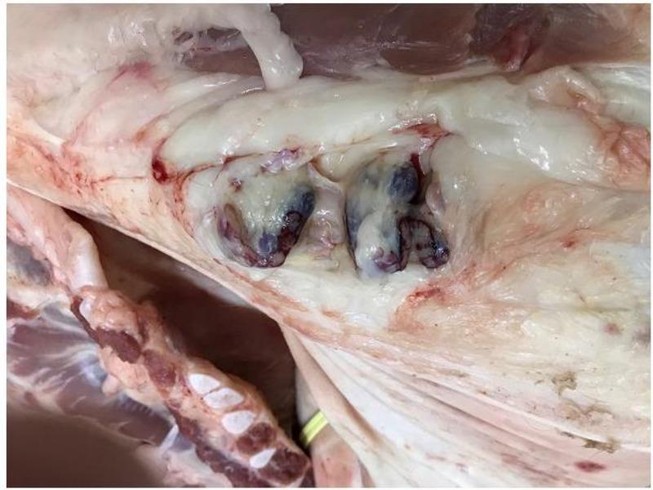 Thịt heo lở mồm long móng liên tục vào chợ đầu mối Bình Điền