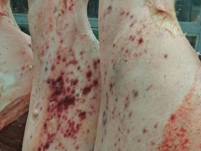 Cấm vô chợ kinh doanh vì liên tiếp 'dính' tới thịt heo bệnh