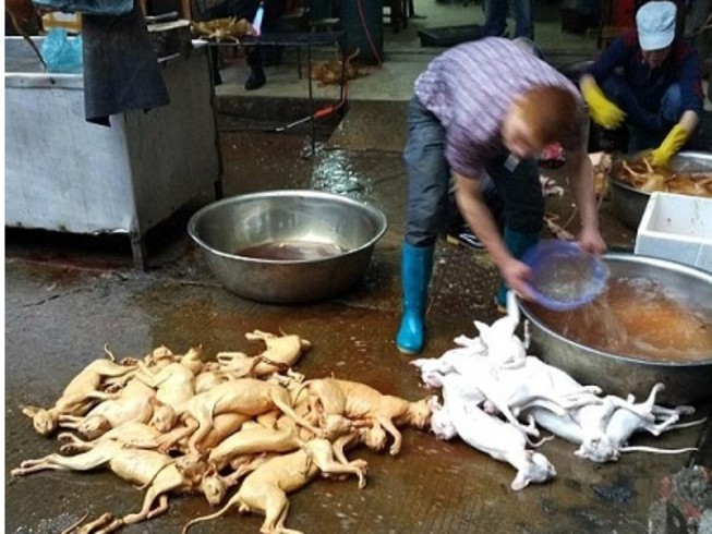 Ban Quản lý An toàn thực phẩm TP.HCM khuyên không ăn thịt chó