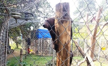 Cấp cứu khẩn cấp hai cá thể gấu ngựa bị bệnh