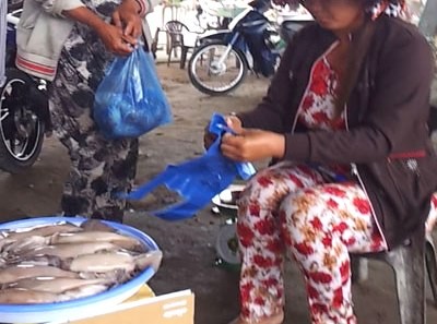 Mực ống “lạ” không nhiễm hóa chất độc hại