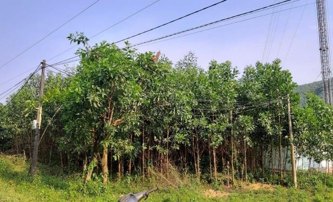 Nhân viên VNPT bị điện giật chết khi đang kéo cáp viễn thông