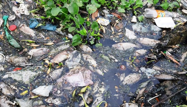 Người dân đóng kín cửa vì cá chết trên kênh bốc mùi nồng nặc