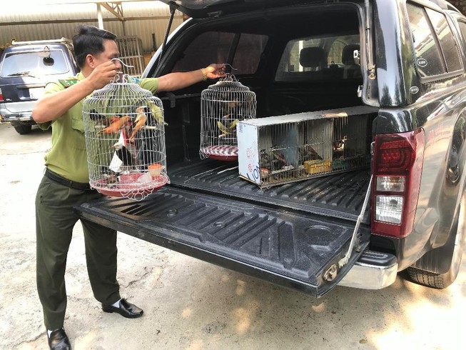 Kiểm lâm thả hàng chục con chim về môi trường tự nhiên