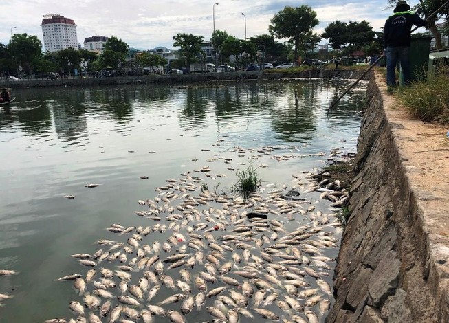 Hàng tấn cá chết nổi trắng hồ, bốc mùi giữa trung tâm Đà Nẵng