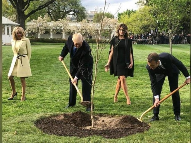 Cây sồi ông Macron tặng ông Trump 'chết trong khi kiểm dịch'