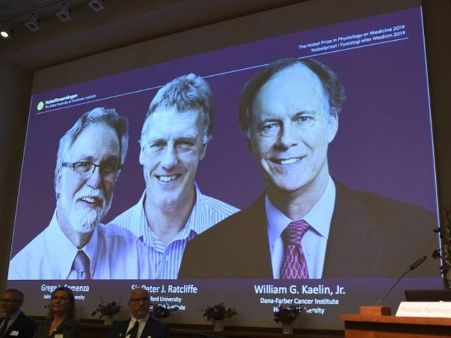 Nobel Y học 2019: Vinh danh phát hiện tế bào thích nghi ôxy
