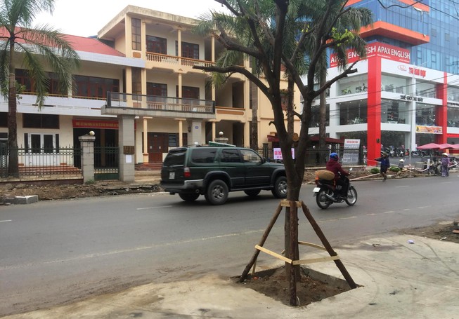 Tạm di dời cây xanh mới trồng dưới lòng đường