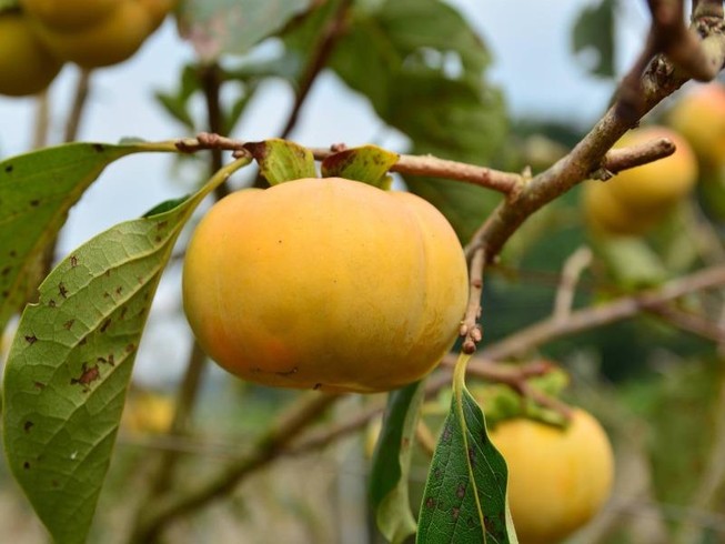 Ăn quả hồng, cần đọc kỹ những điều này