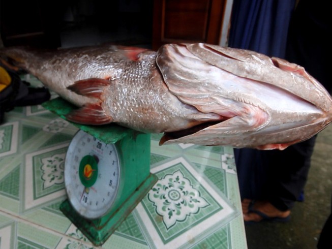 Câu được cá lớn 10 kg nghi cá sủ vàng quý hiếm