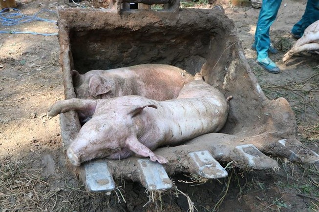 Bình Dương ban hành công văn khẩn chống dịch tả heo châu Phi