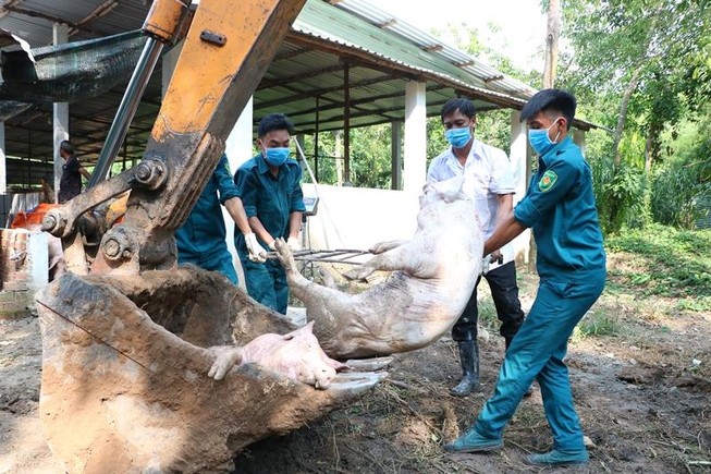 Bình Dương phát hiện 7 ổ dịch tả heo châu Phi
