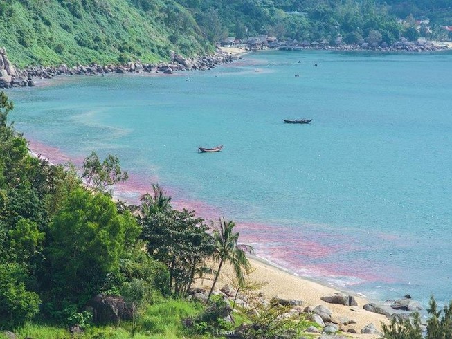 Vệt nước đỏ ở biển Đà Nẵng là ấu trùng ruốc