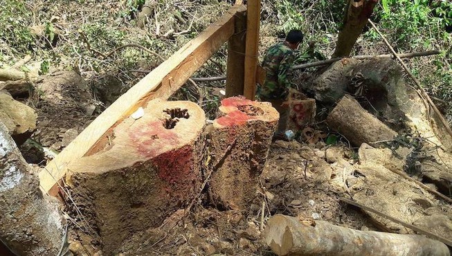 Công ty vàng khai thác gỗ trái phép