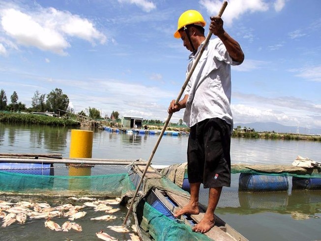 Cá vẫn tiếp tục chết trắng sông Caổ Cò