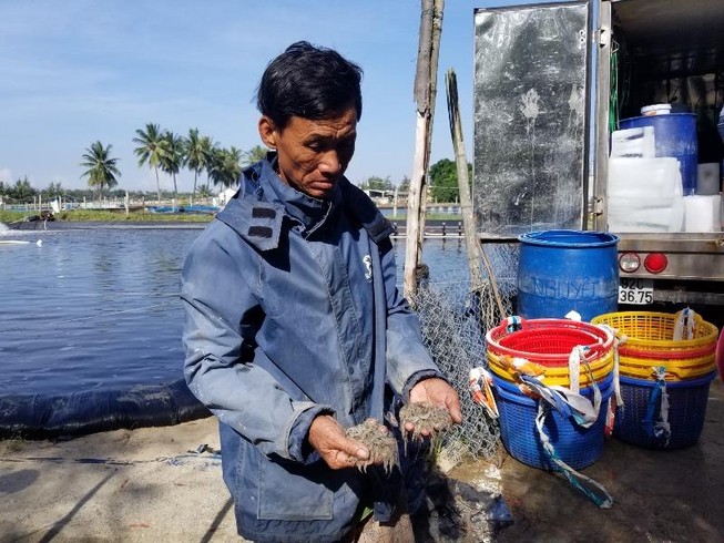 Gần 1 triệu con tôm chết bất thường ở Quảng Nam