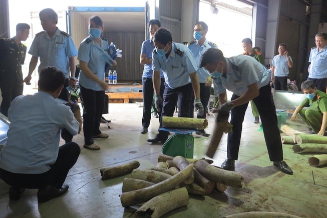 Hơn 9 tấn ngà voi lại bị tuồn về Cảng Tiên Sa, Đà Nẵng