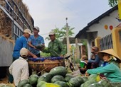Muốn bán dưa hấu phải... dán tem có chữ Trung Quốc?