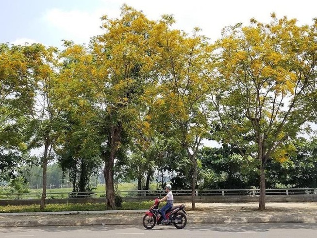 Mê mẩn ngắm hoa sưa nhuộm vàng phố phường Quảng Nam