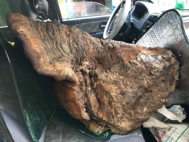 Cây nấm chò “khủng” nặng gần 70 kg