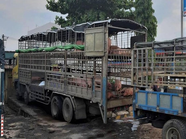 Phạt tám triệu đồng xe chở 39 con heo bị dịch tả heo châu Phi