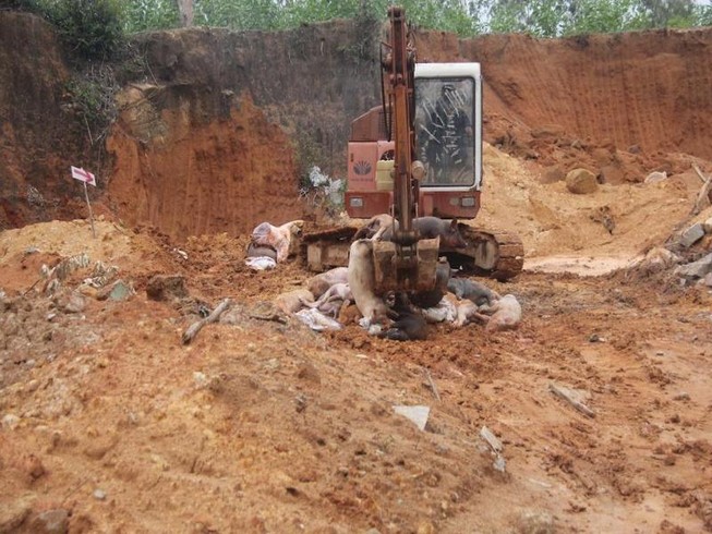 Thông tin mới vụ dân phải bỏ tiền để được tiêu hủy heo bệnh