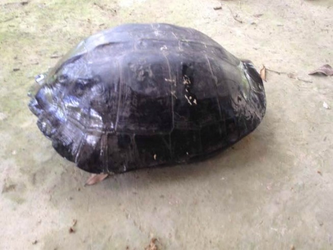 Mua rùa 9 kg có khắc chữ trên lưng để phóng sinh