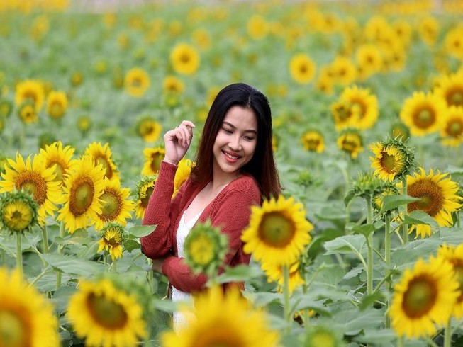 Giới trẻ TP.HCM đổ xô đến vườn hoa hướng dương khủng