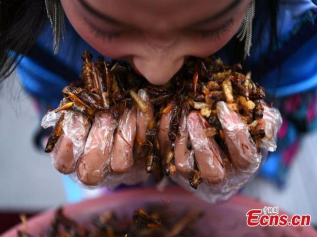 Ăn hết 1,23 kg côn trùng, du khách thắng vàng thỏi 24K