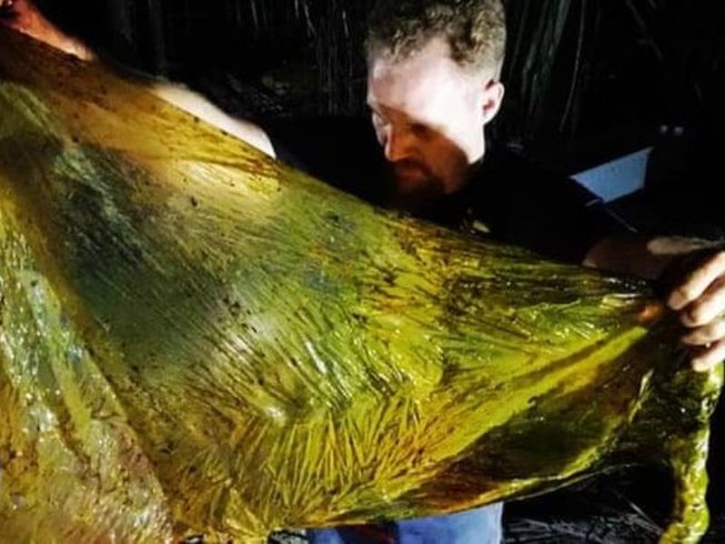 Cá voi con chết thảm vì nuốt 40kg rác thải nhựa