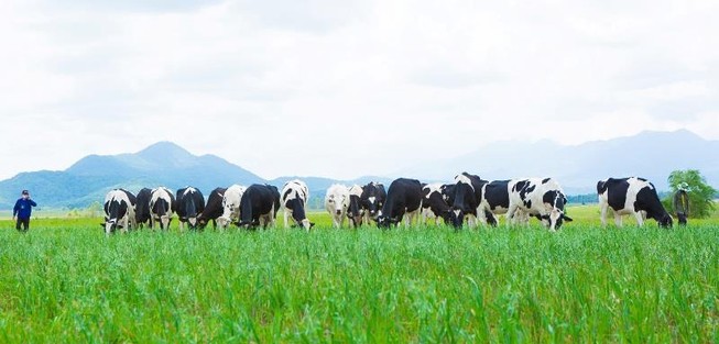 Vinamilk, doanh nghiệp niêm yết xuất sắc của VN và châu Á