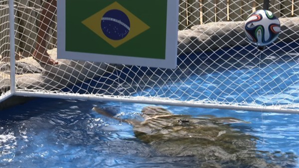 Lạc đà và Rùa đầu to chọn Brazil vào Chung kết ?