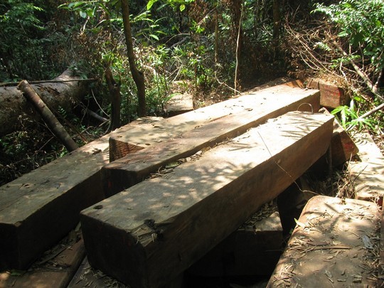 Phát hiện 2 bãi giấu gỗ quý ngay trong rừng đặc dụng