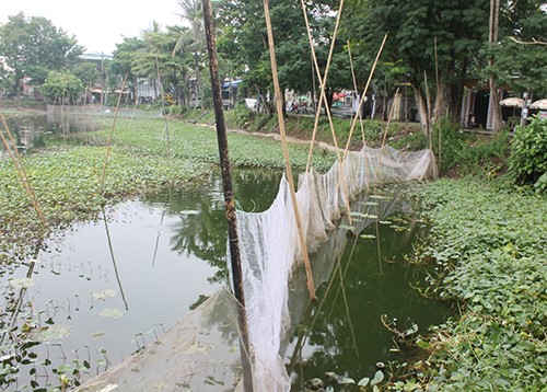 Những hồ đang 'chết' giữa lòng cố đô Huế