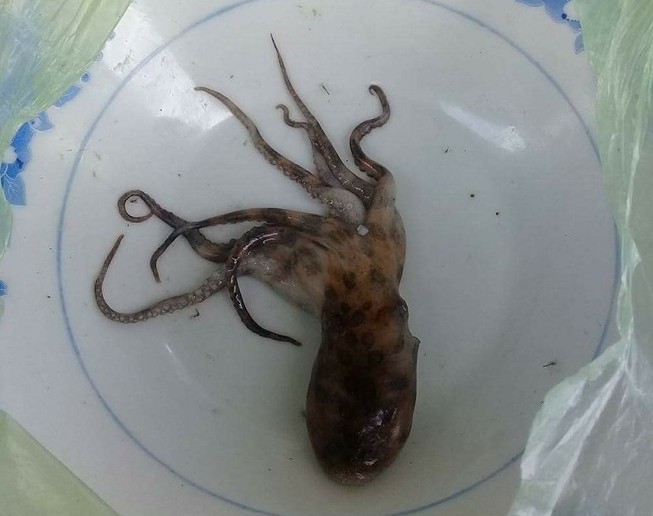 Đi đánh cá bị ... mực bạch tuộc cắn chết